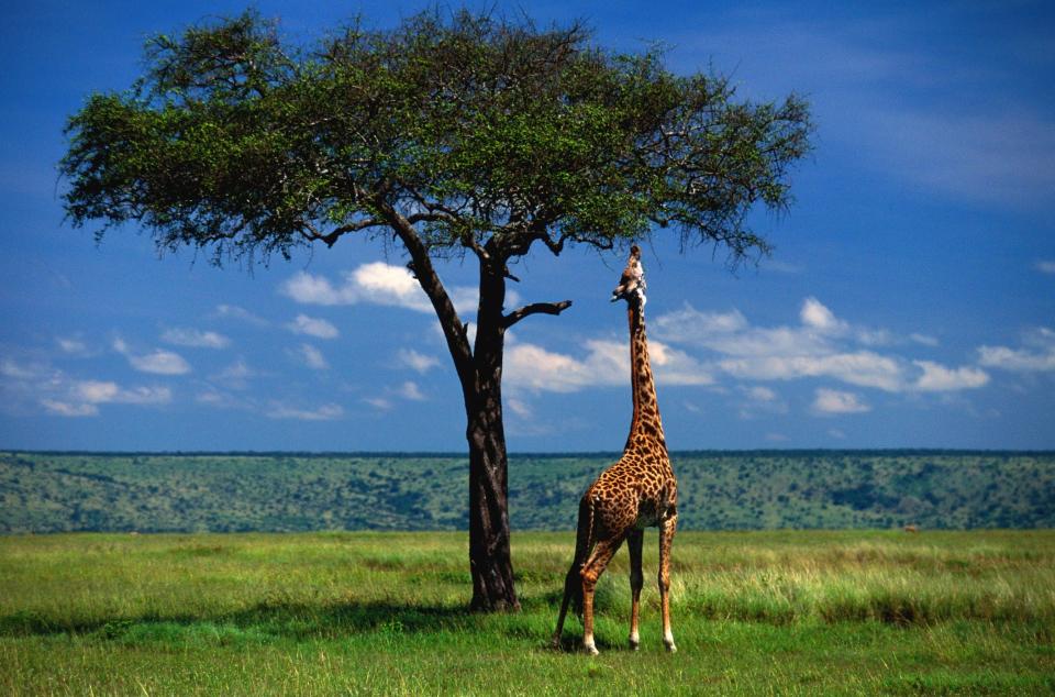 A giraffe reaching its long neck to grab leaves from a tree