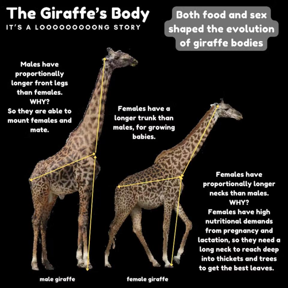 Giraffe body diagram and size to scale