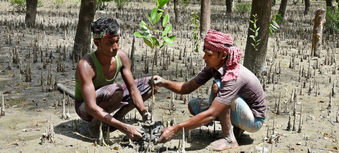 Two men plant trees as part of a reforestation program in coastal Bangladesh.