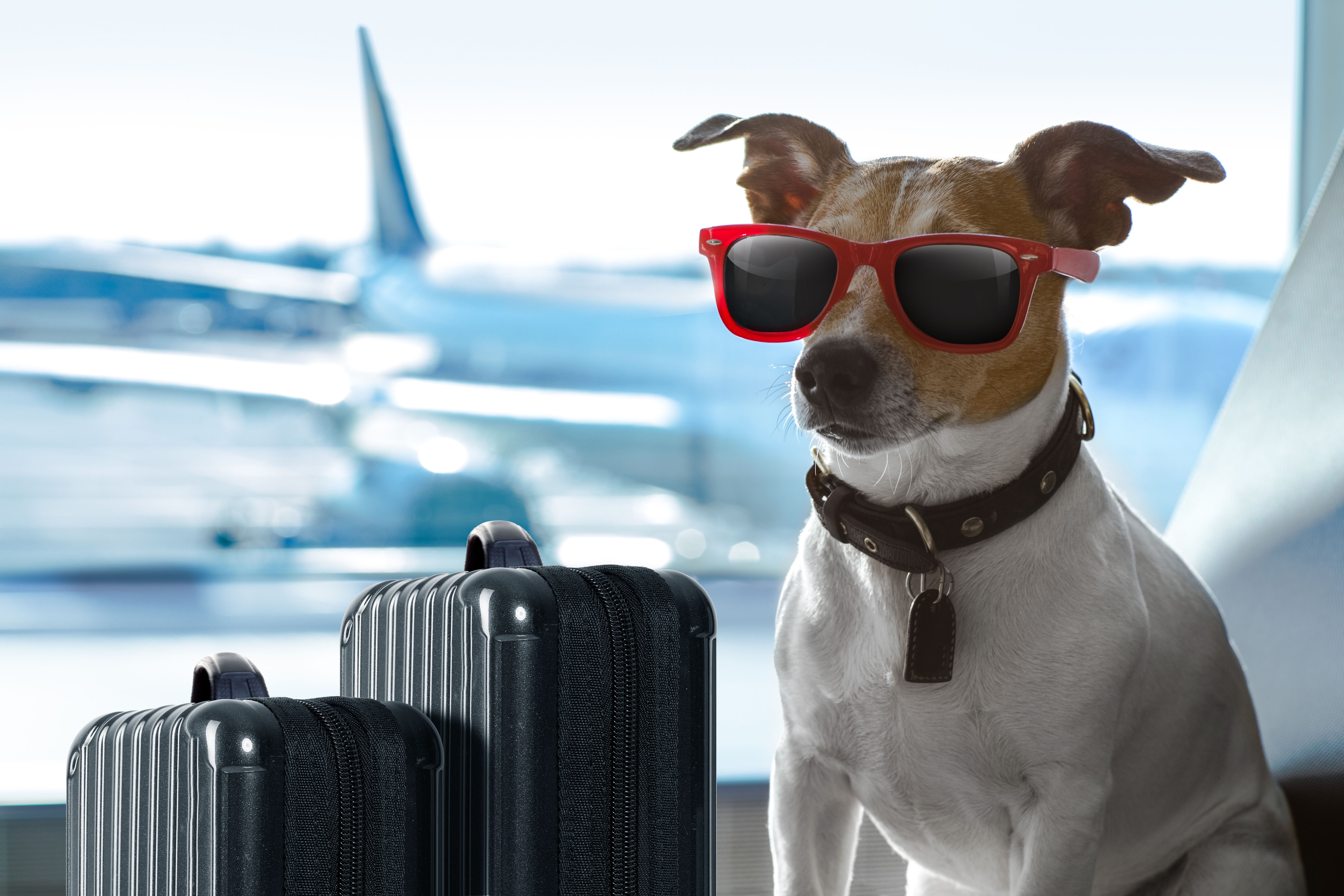 A dog with glasses at the airport.