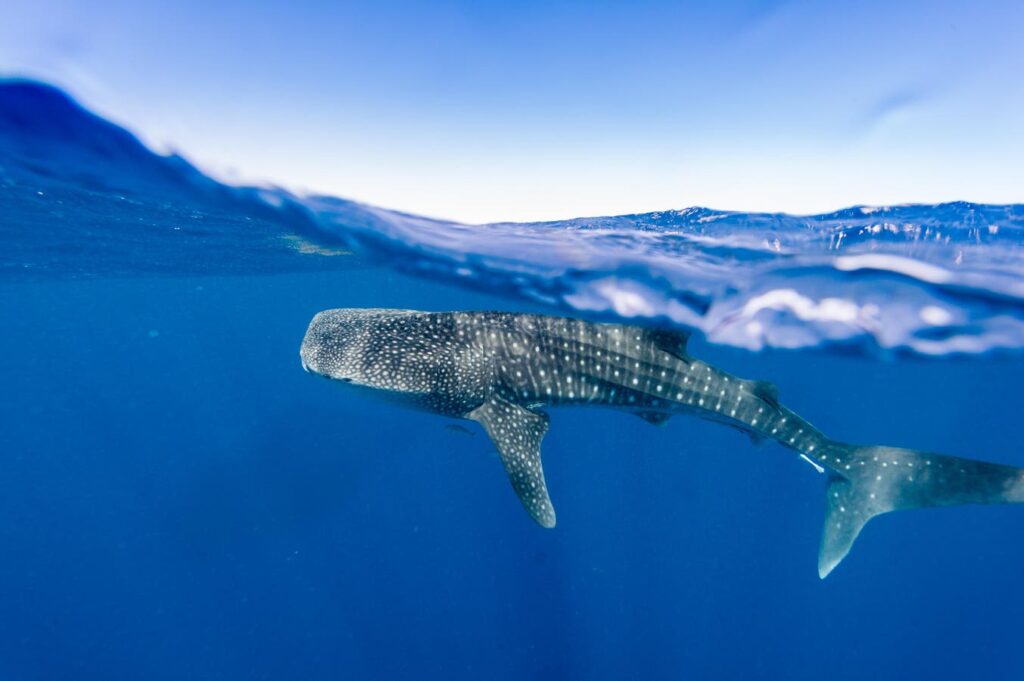 An Unexpected Encounter with a Whale Shark in Australia