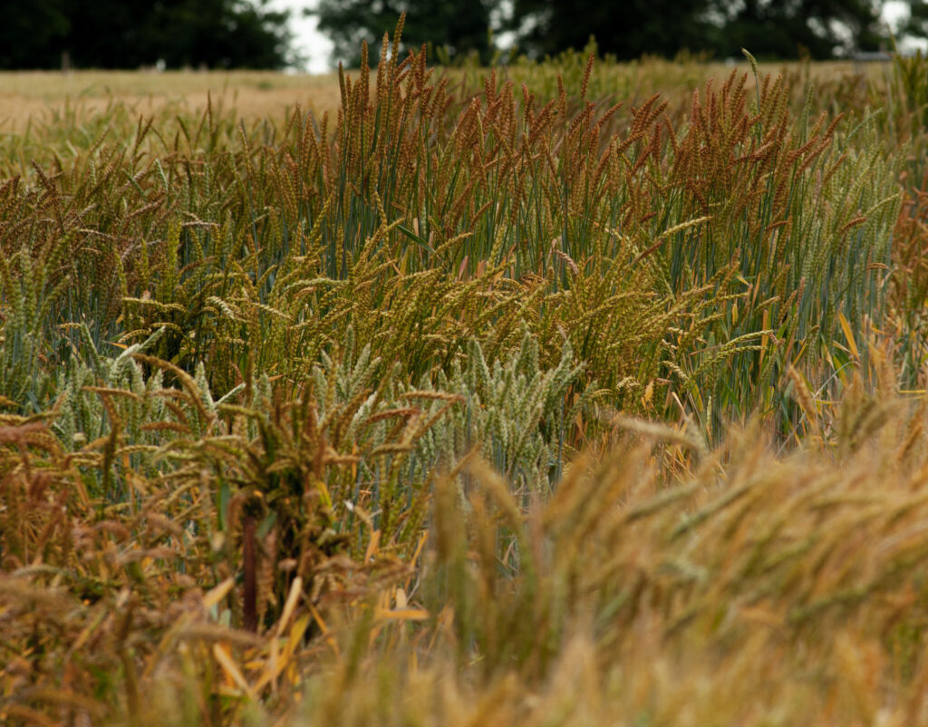 Finding hidden genetic treasure: Research reveals untapped diversity in historic wheat collections