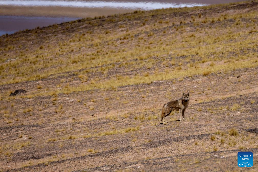 Photo story: rangers rescue pregnant Tibetan antelopes during migration in Xizang