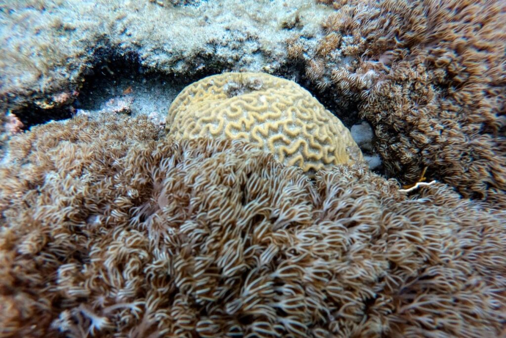 What?  How Are Invading Soft Corals Choking Venezuela's Reefs?